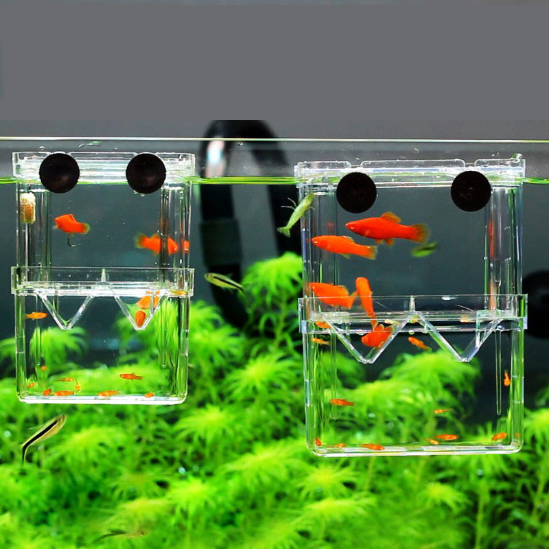 Aquarium Fish Betta - Caixa de isolamento para criação de
