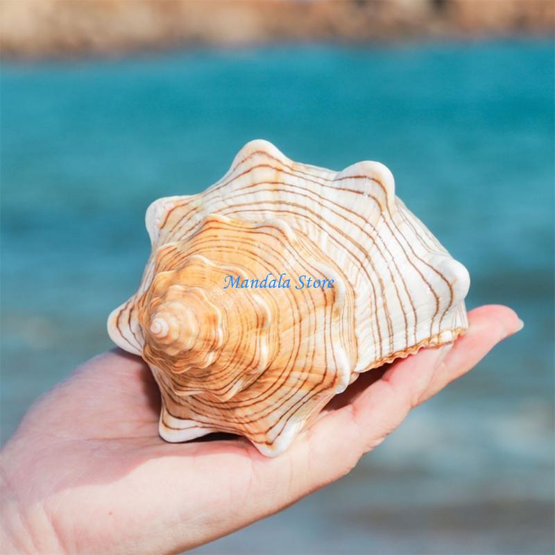 Decorações aquário u2jc, conch - Betta Fish Tank avaliação e preço