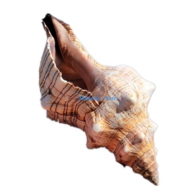 Decorações aquário u2jc, conch - Betta Fish Tank avaliação e preço