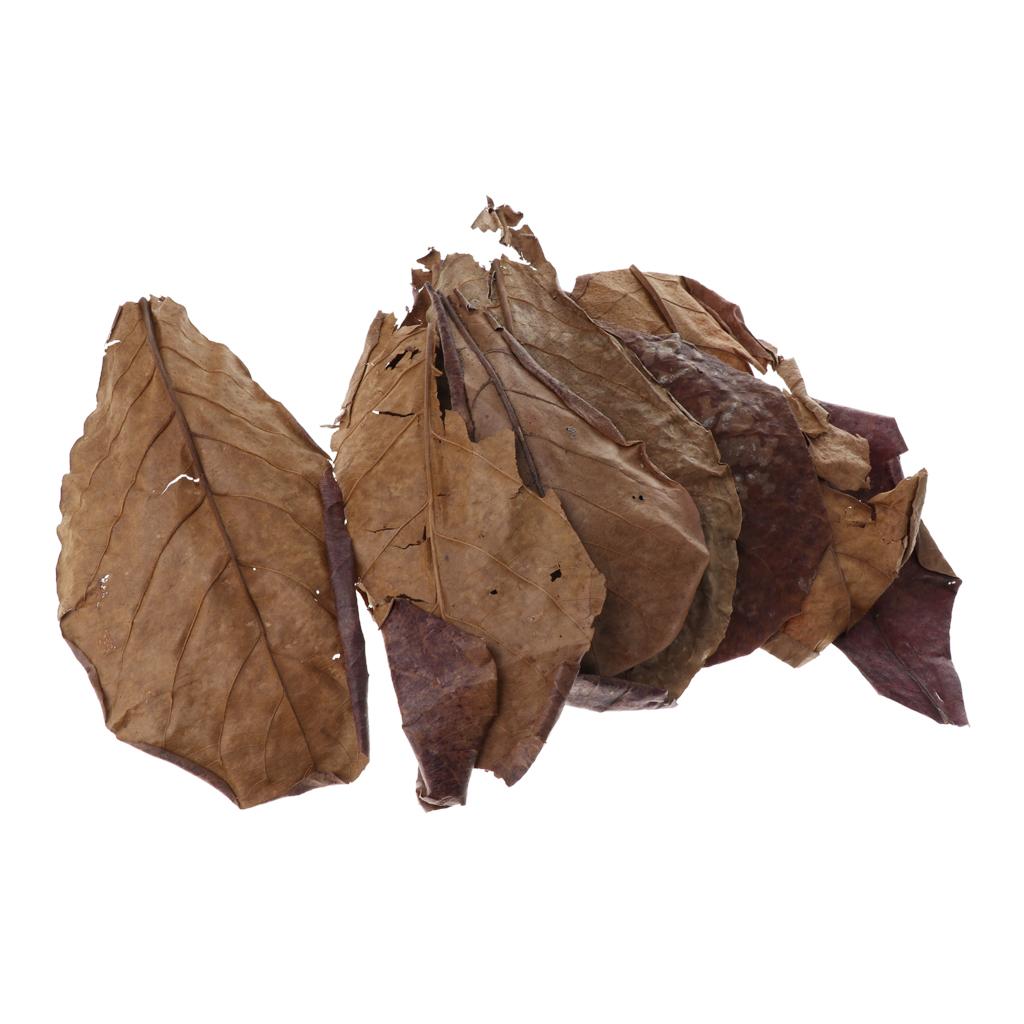 Folhas de Amêndoa Indiana Marr - Aquarium Fish Betta avaliação e preço