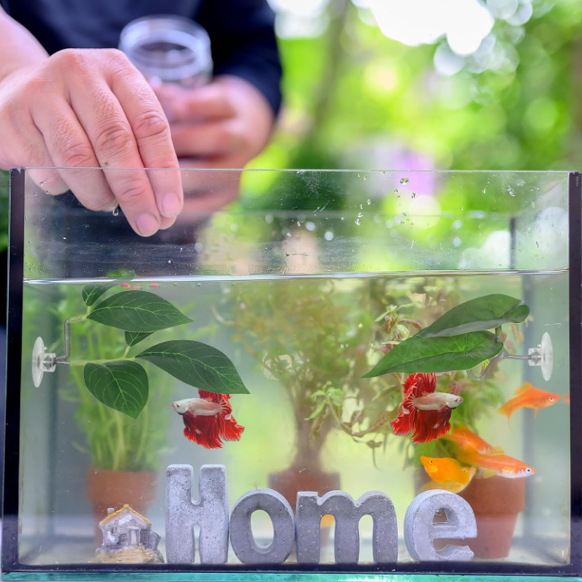1 Rede de Descanso para Peixe  - Betta Fish Tank avaliação e preço