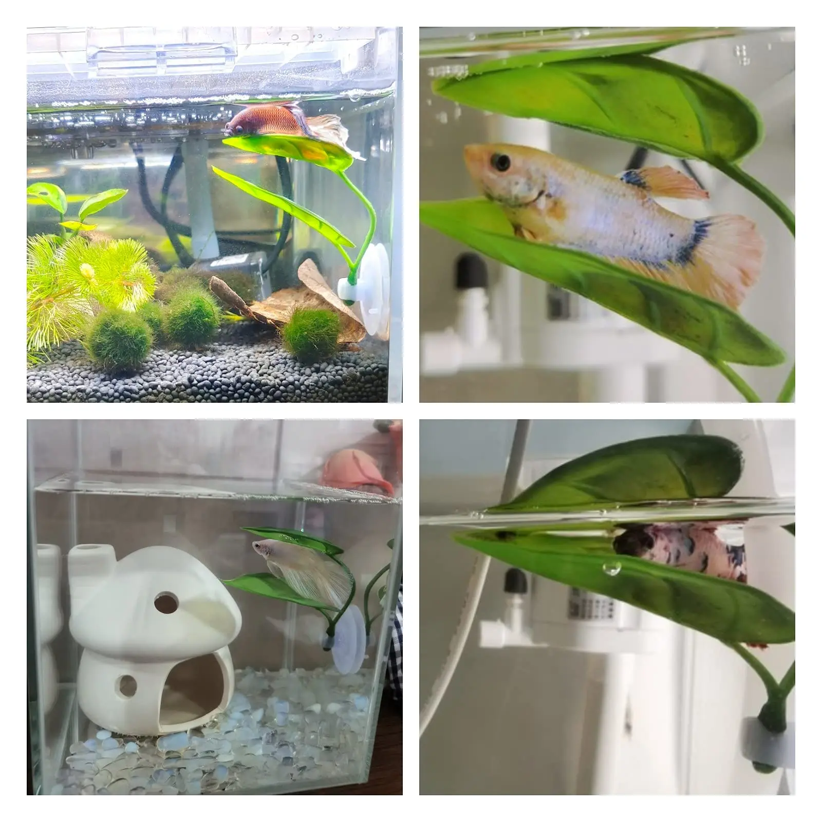 Rede de Folhas para Peixe Bett - Betta Fish Tank avaliação e preço
