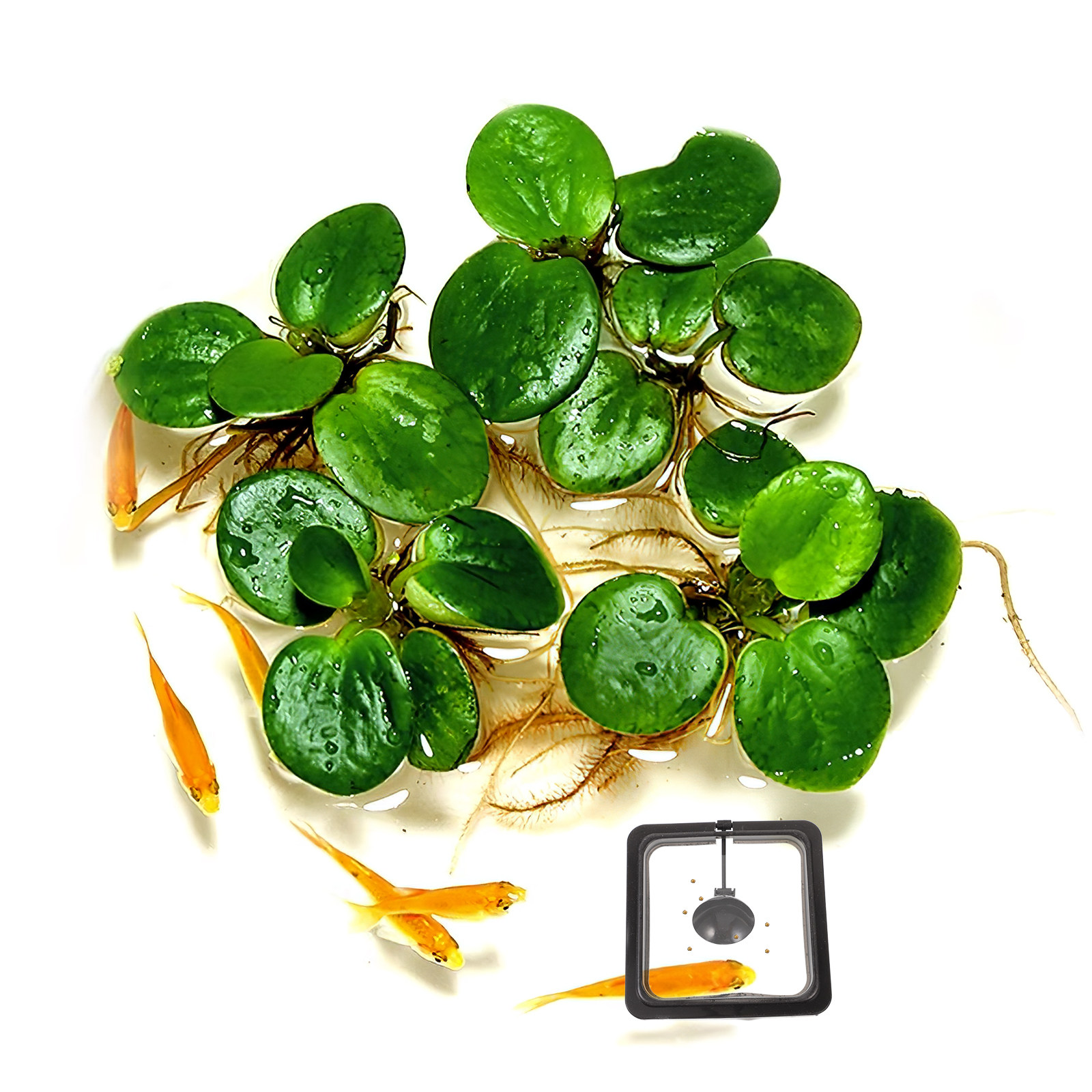 Anel de Alimentação para Aquár - Aquarium Fish Keeping avaliação e preço