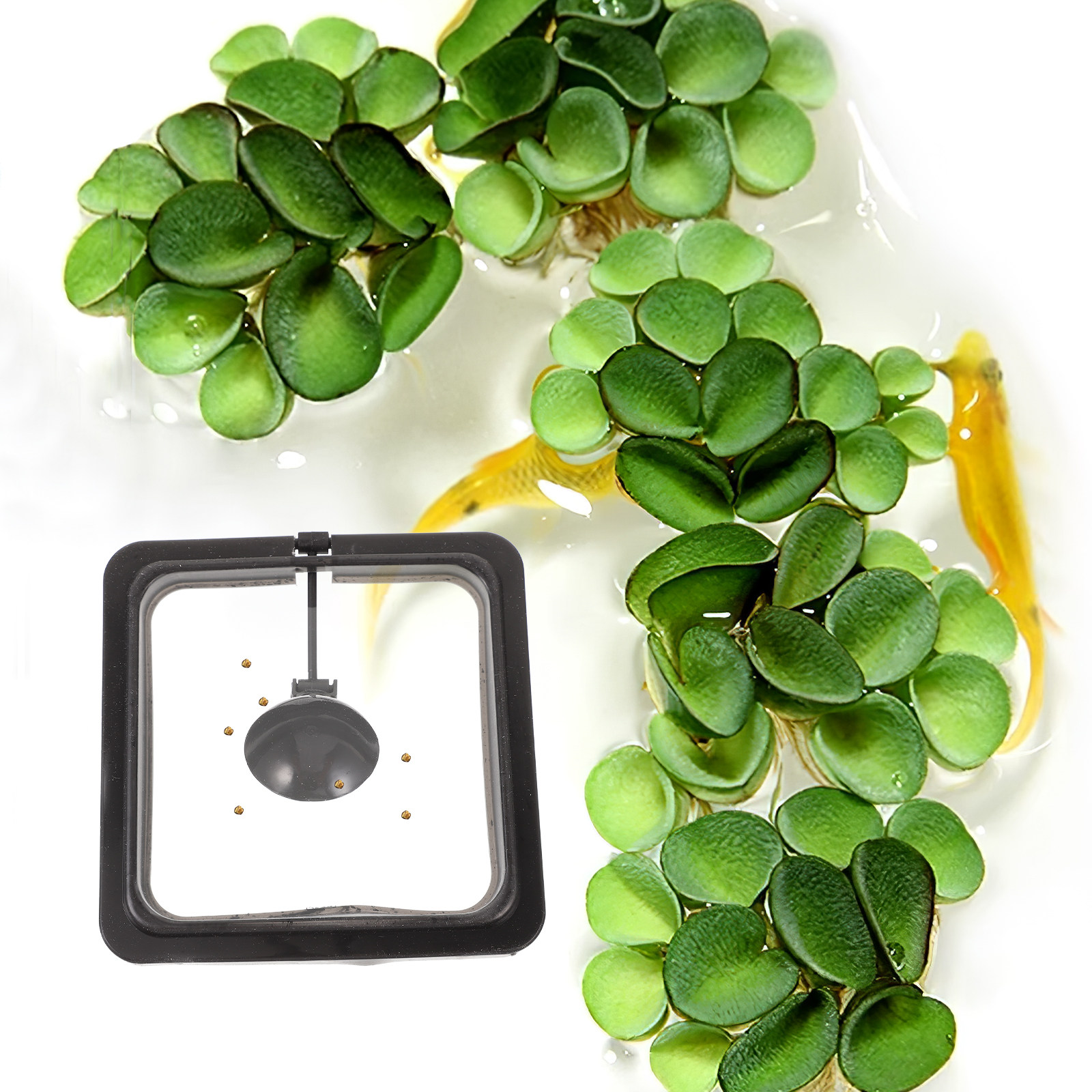 Anel de Alimentação para Aquár - Aquarium Fish Keeping avaliação e preço
